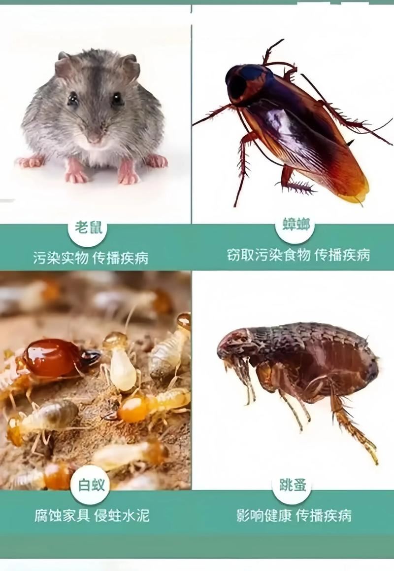 灭鼠、杀蟑、白蚁防治、虫控防治