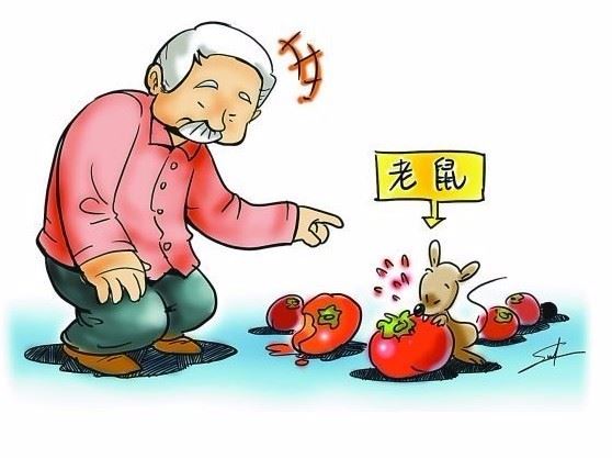 灭蟑螂灭老鼠龙岗杀虫公司灭臭虫白蚁预防治