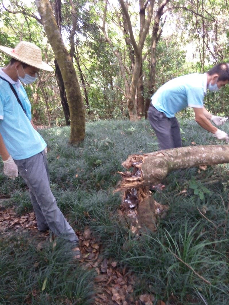 深圳杀白蚁-深圳灭白蚁-宝安杀白蚁-宝安消杀公司-西乡杀白蚁